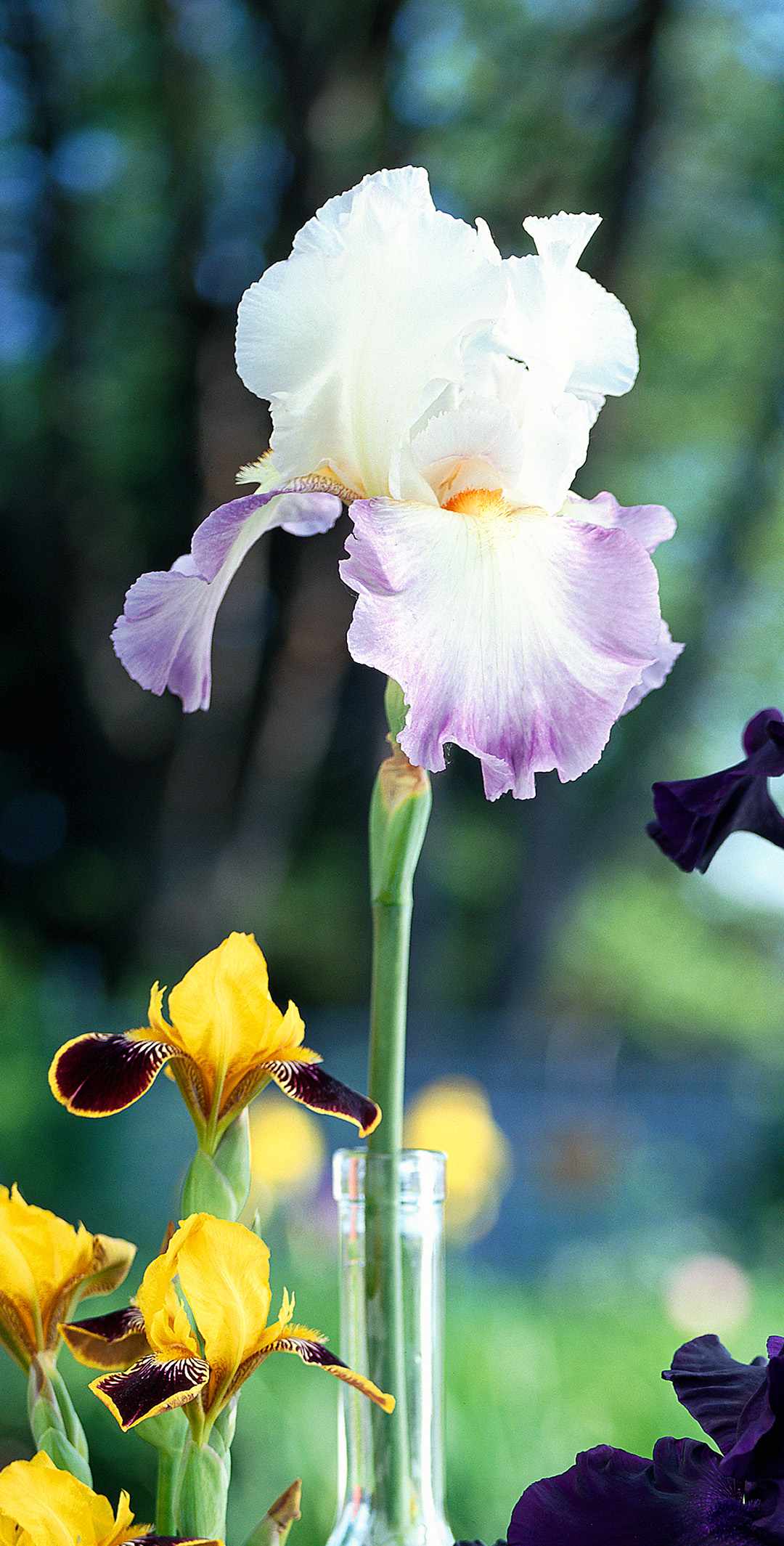 bearded iris rebecca perret flower in glass bottle