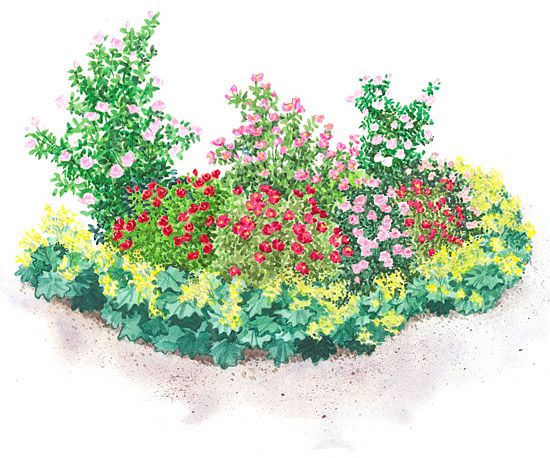 Small-Space Rose Garden
