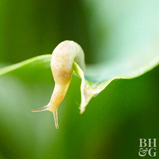 slug hanging off leaf