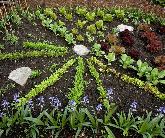 Planting Fall Vegetables Better Homes Gardens