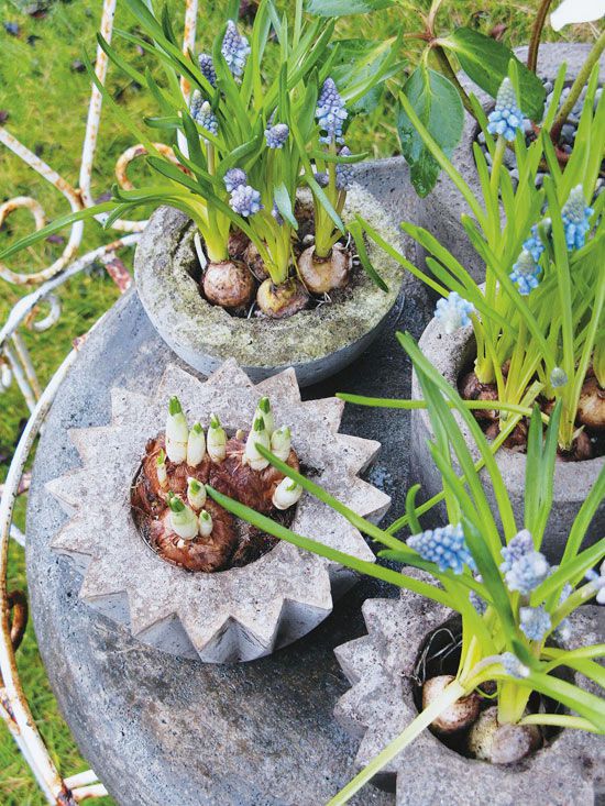 blooming spring bulbs add color contrast to concrete planters