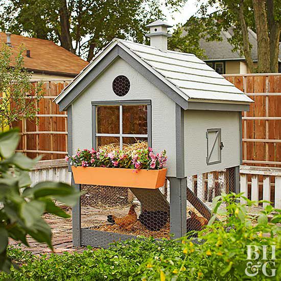 Urban Chickens and Chicken Coop