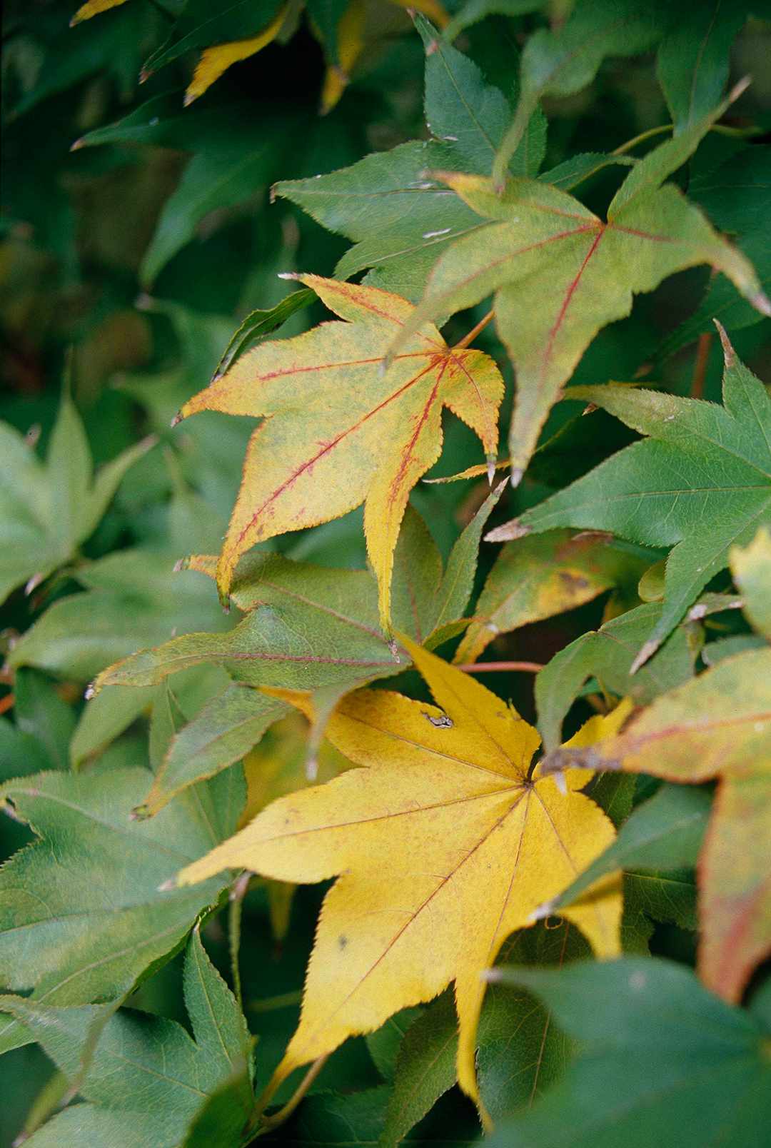 hogyoku japanese maple leaves yellow and green