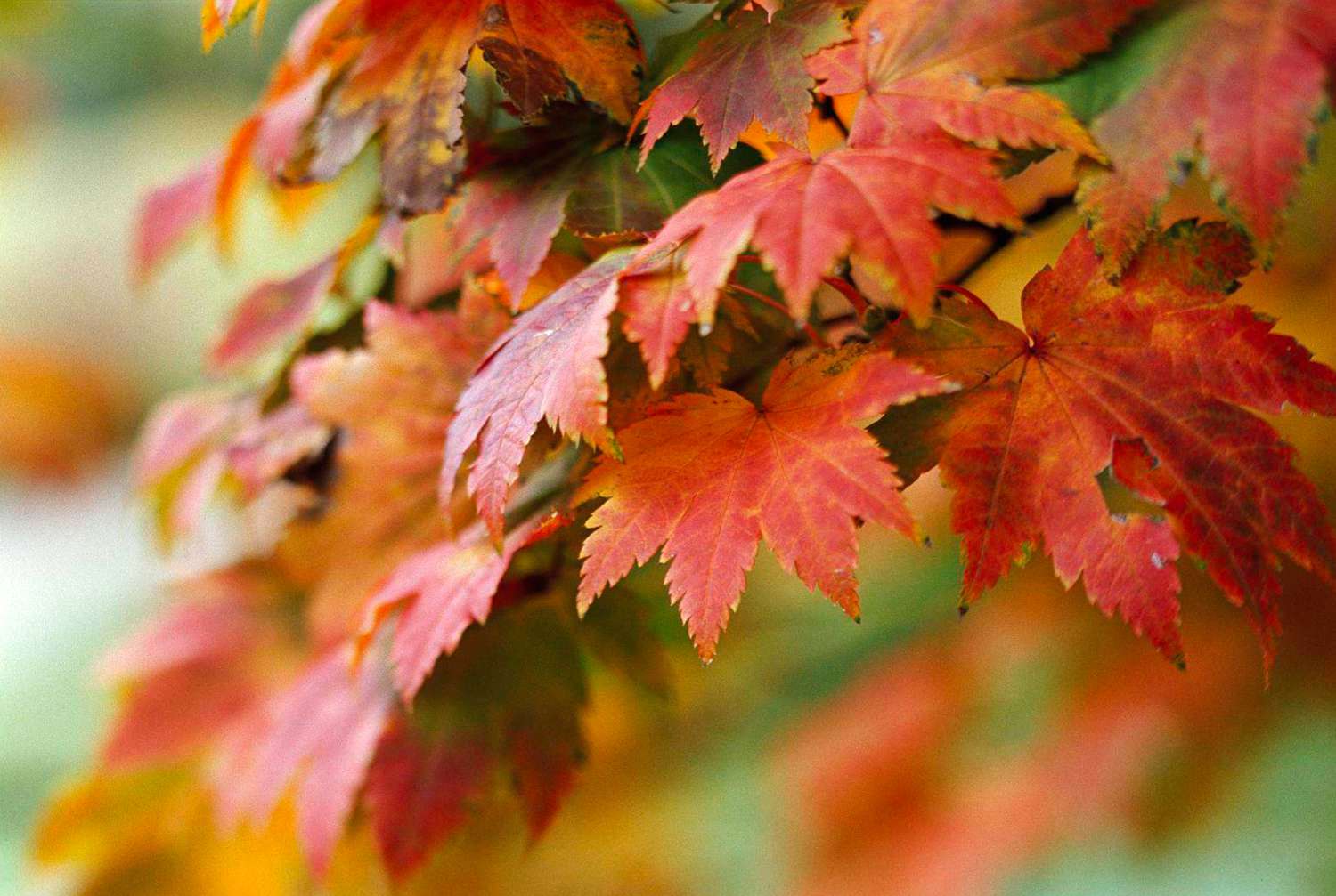 vitifolium japanese maple red and orange leaves