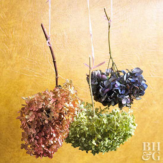 Hydrangea Drying, flowers, hydrangea
