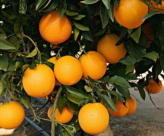 orange citrus_ spp