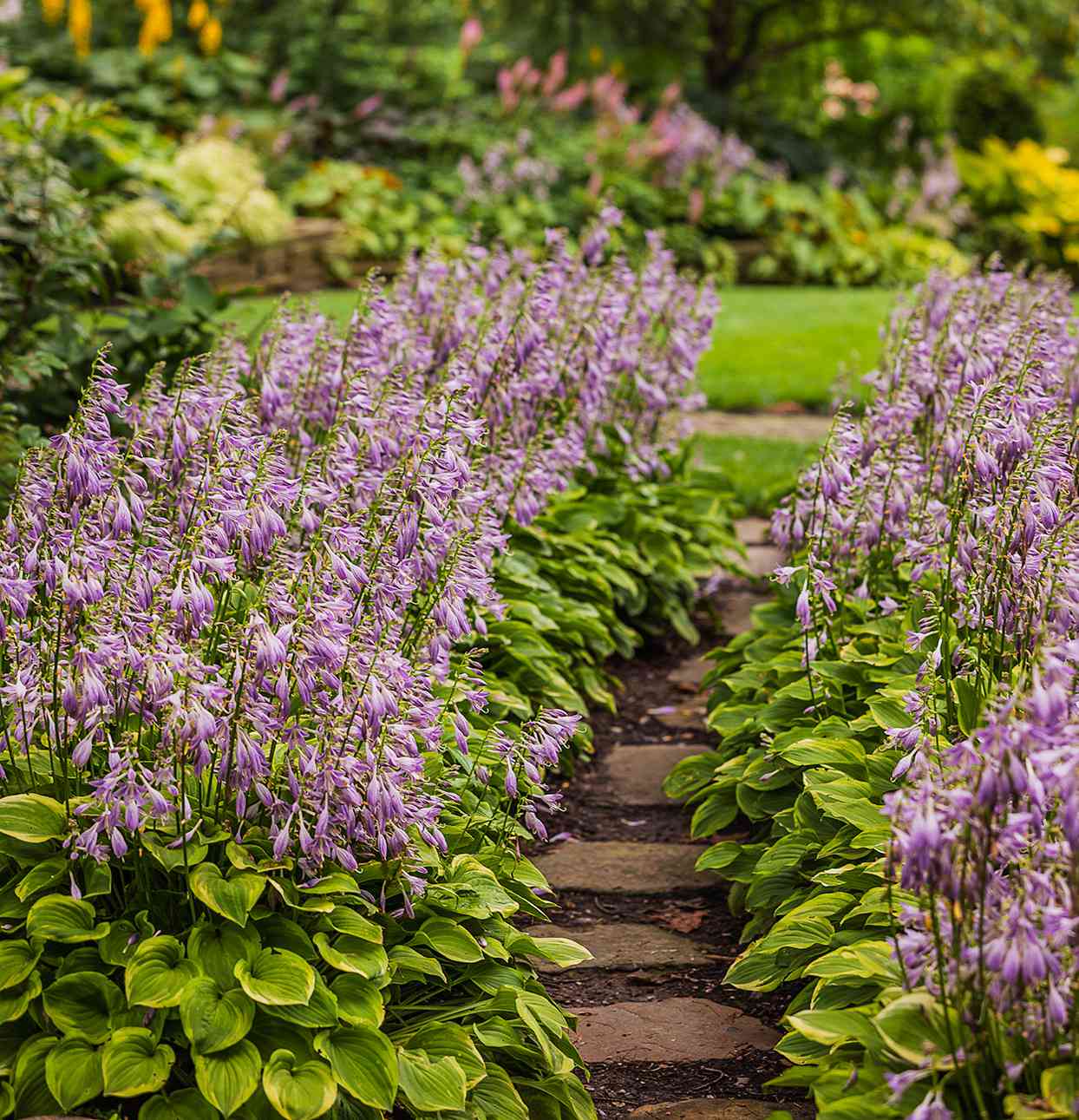 purple flowering hostas lining walkway in garden