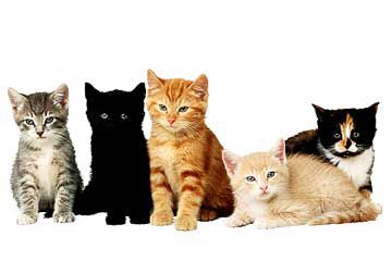 5 kittens posing, various colors