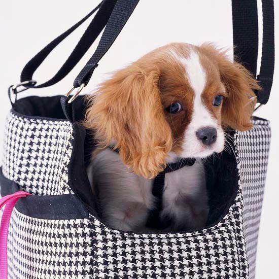 Dog in Bag