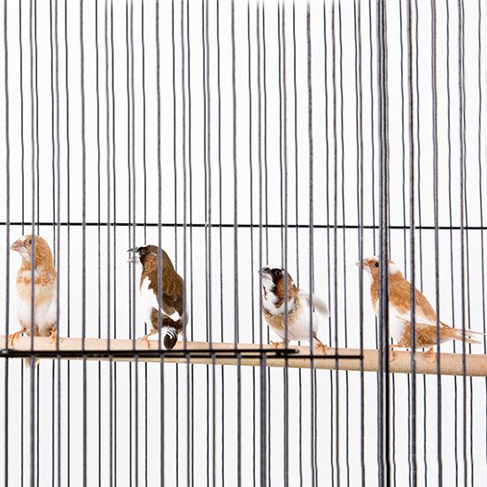 birds in cage