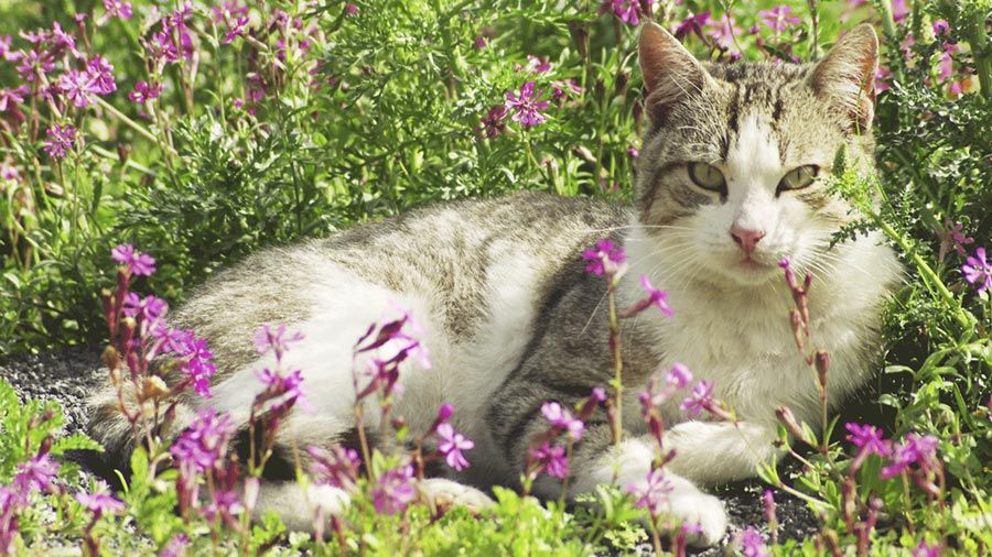 What Does Catnip Do To A Cat's Brain?