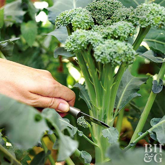 brassica oleracea Italica group packman broccoli