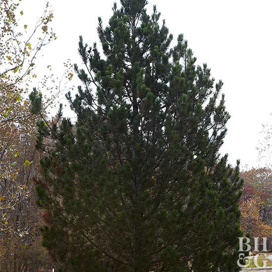 Bosnian pine
