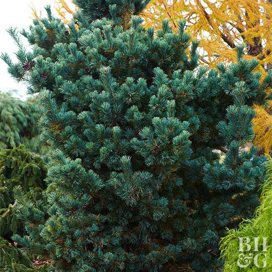 Peterson Japanese white pine
