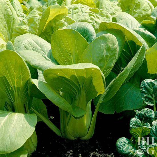 'joi choi hybrid' chinese cabbage