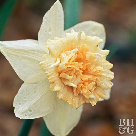 Petit Four, Daffodil, Narcissus, Bulb, Spring Bulb, Landscape, Landscaping, Garden, Gardening, Better Homes and Gardens, BHG.com