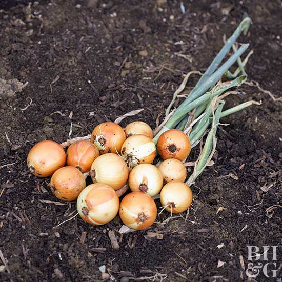 'Copra Hybrid' onion Allium cepa