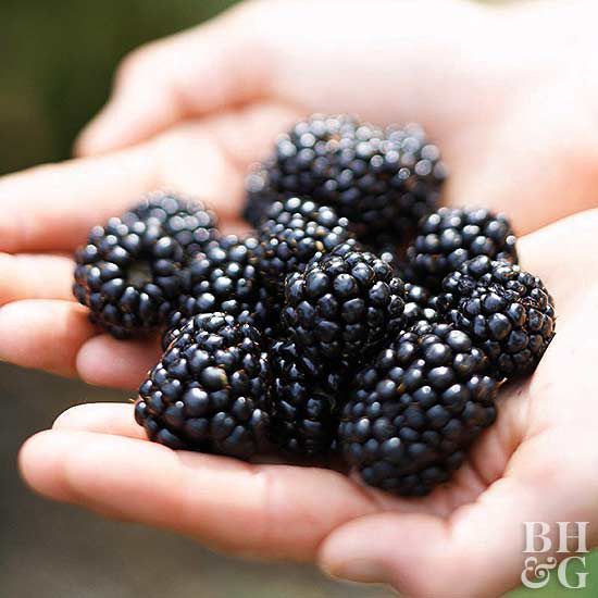 'Black Satin' blackberry Rubus
