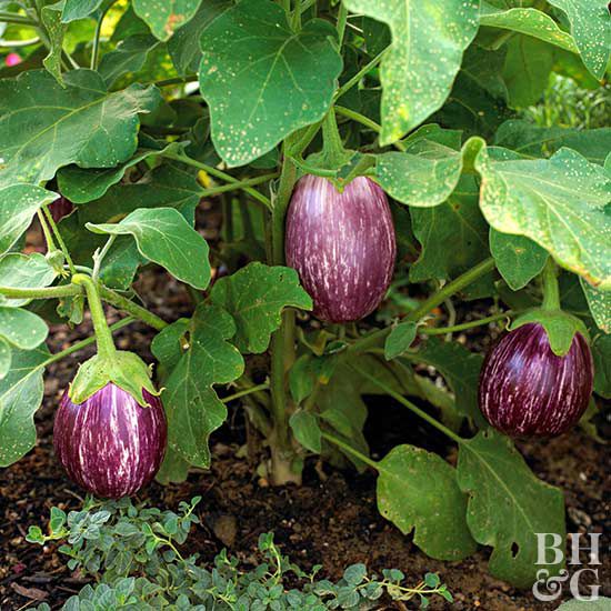 'Twinkle Hybrid' eggplant Solanum melongena