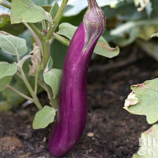 'Ping Tung Long' eggplant Solanum melongena