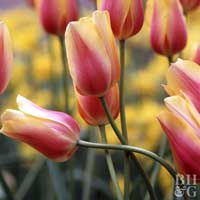 blushing lady tulip tulipa