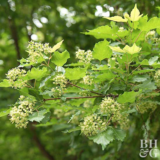 Amur maple Acer tataricum ginnala
