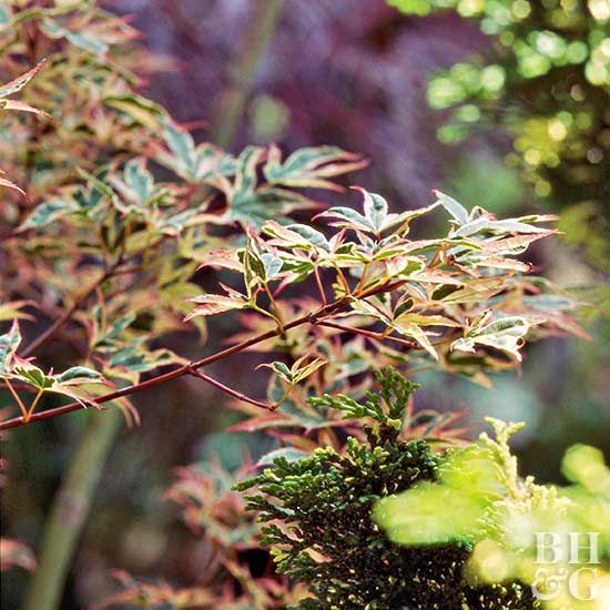 'Beni Schichihenge' Japanese maple Acer palmatum