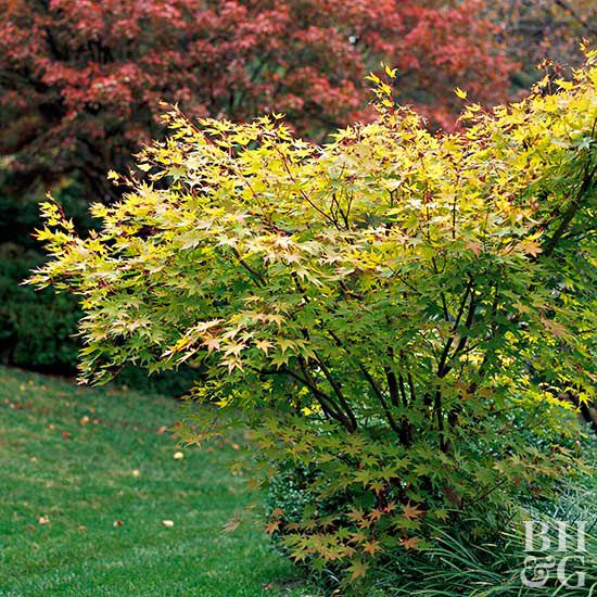 'Beni Kawa' Japanese maple Acer palmatum