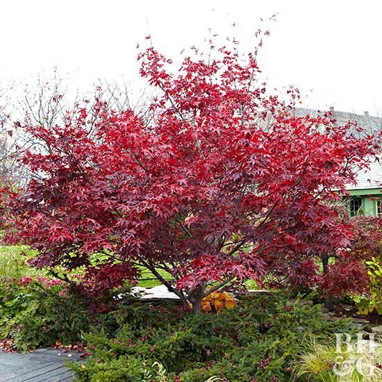 'Bloodgood' Japanese maple Acer palmatum