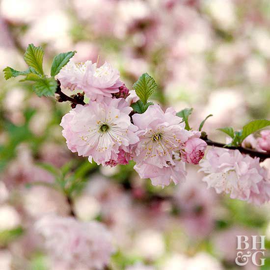 Flowering almond Prunus triloba