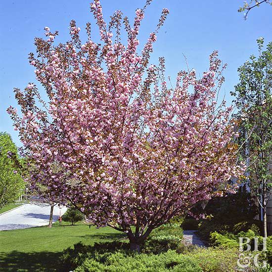 Flowering Cherry Tree Prunus