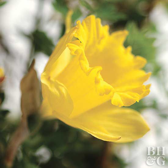 Narcissus 'King Alfred' daffodil
