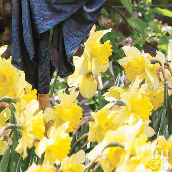 Narcissus 'Carlton' daffodil