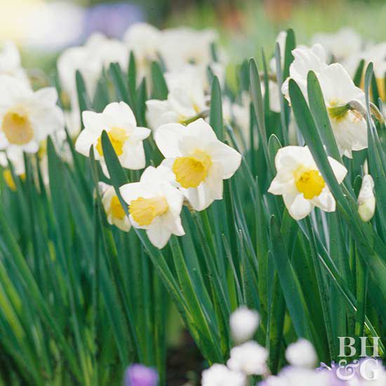 Narcissus Salome daffodil