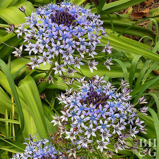 Giant squill