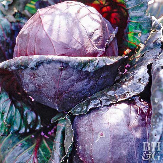 'Super Red 80 Hybrid' cabbage