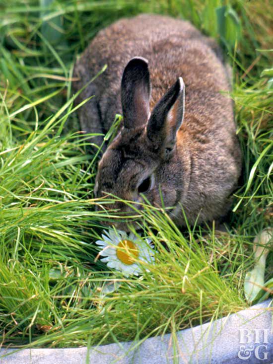 How Do I Keep Rabbits From Eating My Plants Better Homes Gardens
