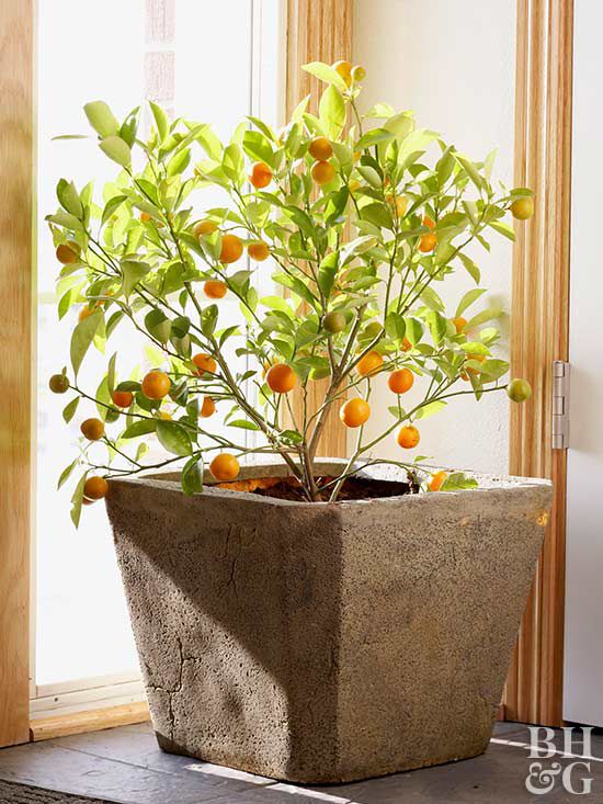 Seed for Decorative Room Plant Orange Fruit Tree Seeds 