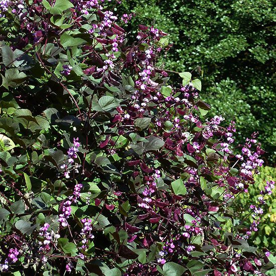 Hyacinth Bean Vine in the Garden