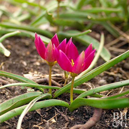Crocus Tulip