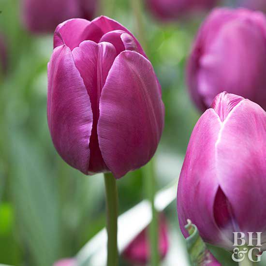 tulip Tulipa 'Negrita'