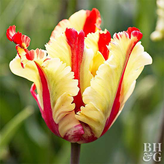 Flaming Parrot Tulip