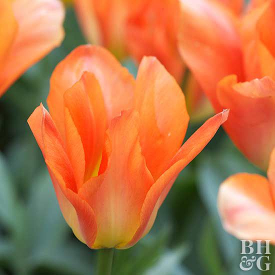 Tulipa 'Orange Emperor' (Fosteriana Tulip)