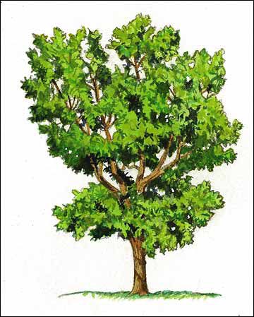 Open Head Irregular Tree Illustration