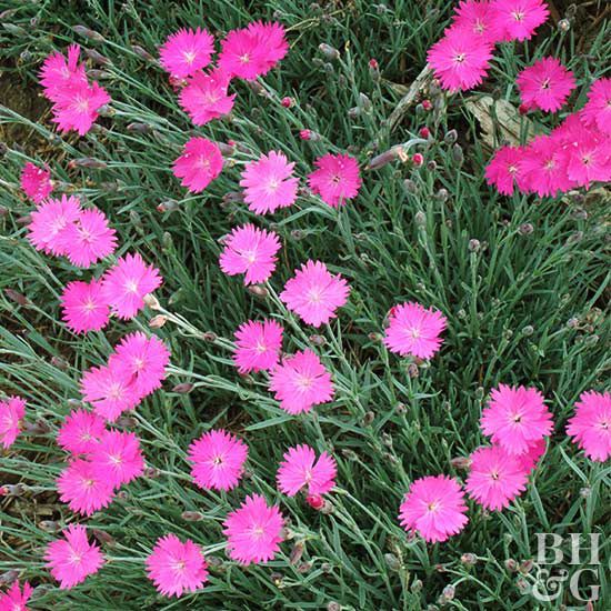 2006: 'Fire Witch' Dianthus
