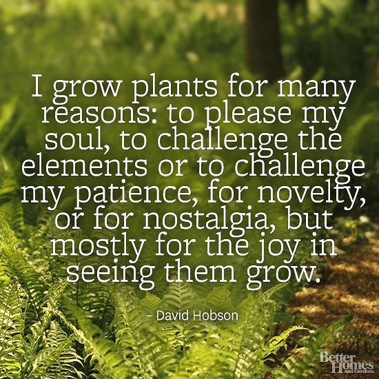 Planting a garden quote