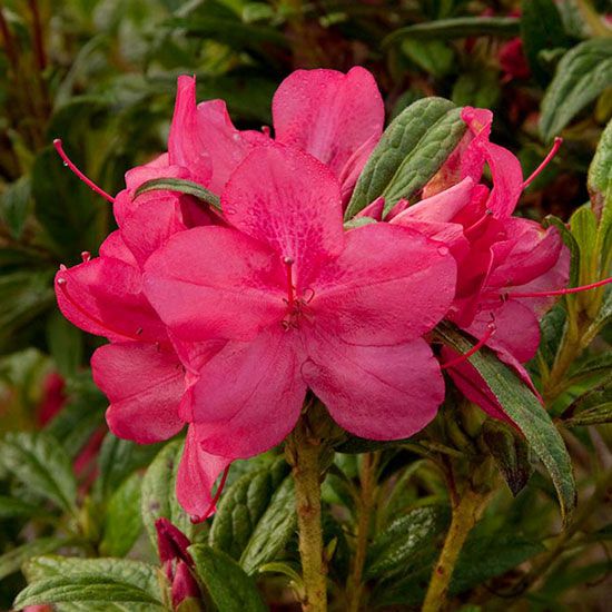 Rhododendron 'Autumn Jewel' (Encore Azalea)
