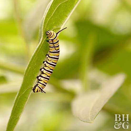 Include Host Plants for Caterpillars