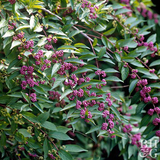 Purple beautyberry Callicarpa dichotoma