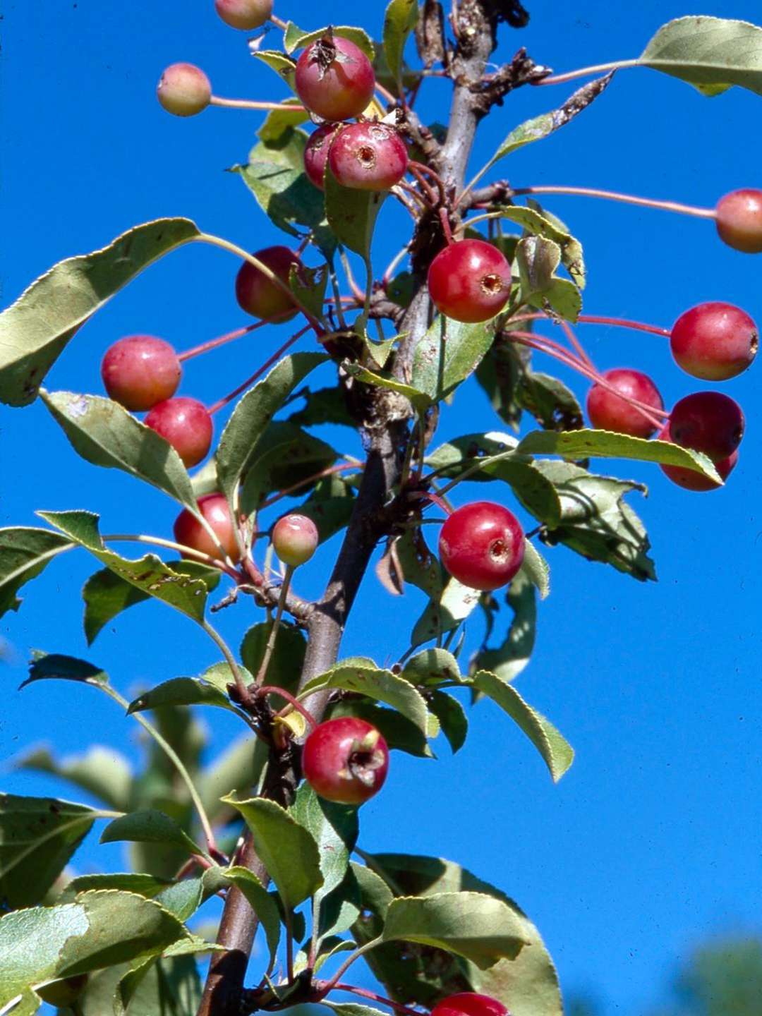 Adirondack crabapple fruits on branch against deep blue sky